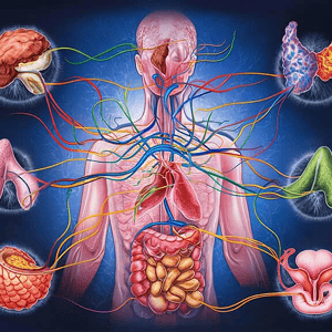 Endocrinology