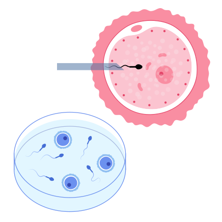 Sprem and egg