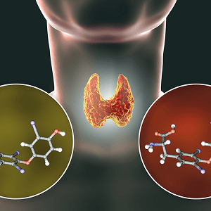 Thyroid Glads